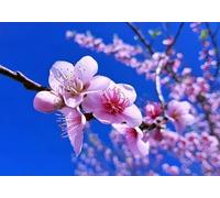 gdkldfg Papier Peint Panoramique Intissé Fleurs Roses,Paysage Naturel Poster Mural Décoration pour Chambre, Salon 350x250cm