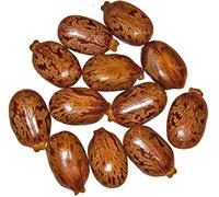 Géant Ricinus/Rizinus communis 30 graines - par Samenchilishop