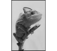 Gecko - Animal of The World: Animals grid notebook for children, teenagers and adults for drawing, counting and writing (black and white cover, 110 pages, grid, 6x9), (Animals of the Word)
