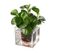 GELASIGE Aquarium carré créatif transparent pour aquarium - Pot de fleurs - Décoration de bureau - Pour le bureau, la maison et le bureau