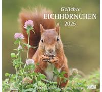 Geliebte Eichhörnchen 2025 - DUMONT Wandkalender - mit den wichtigsten Feiertagen - Format 38,0 x 35,5 cm