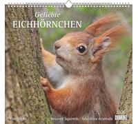 Geliebte Eichhörnchen 2026 - DUMONT Wandkalender - mit den wichtigsten Feiertagen - Format 38,0 x 35,5 cm: Beloved Squirrels - Adorables ecureuils