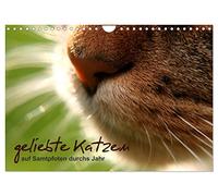 geliebte Katzen - auf Samtpfoten durchs Jahr (Wandkalender 2026 DIN A4 quer), CALVENDO Monatskalender: Katzenfotografie