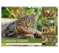 Geliebte Katzen. Unsere zauberhaften Hauskatzen im Garten (Wandkalender 2026 DIN A3 quer), CALVENDO Monatskalender: Die charmante Welt unserer ... - frei und ganz in ihrem grünen Element