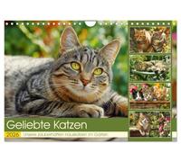 Geliebte Katzen. Unsere zauberhaften Hauskatzen im Garten (Wandkalender 2026 DIN A4 quer), CALVENDO Monatskalender: Die charmante Welt unserer ... - frei und ganz in ihrem grünen Element