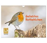 Geliebtes Rotkehlchen (Wandkalender 2026 DIN A4 quer), CALVENDO Monatskalender: Das anmutige Rotkehlchen präsentiert sich im Lauf der Jahreszeiten