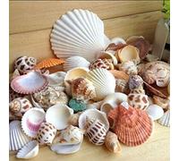 Gemini_Mall Lot de coquillages de mer naturels mélangés Pour loisirs créatifs, mariage, décoration d'aquarium ou jardin, 100 g - Couleur et motif aléatoires, mixte