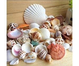 Gemini_Mall Lot de coquillages de mer naturels mélangés Pour loisirs créatifs, mariage, décoration d'aquarium ou jardin, 100 g - Couleur et motif aléatoires, mixte