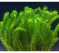 Generic 10 Elodea Densa Oxygenating Pond Live Plant Loose Aquarium Coldwater Goldfish: Only Seeds