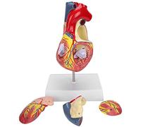 Generic 2 Modèles de Cœur Humain Grandeur Nature, Orgue de Simulation D'enseignement pour étudiants en Médecine, 17x13x28cm
