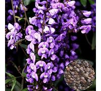 Generic 20pcs / Sac graines de Fleurs faciles à Faire germer Plantes grimpantes Violet durs graines berbères Outil de Jardinage pour Balcon graines Non OGM pour la Plantation des graines