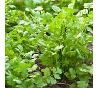 Generic 50 Graines Semences - Coriandre BIO à feuilles - Plantes Aromatique Potager VIVACE, Green,Verte