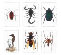 Generic 6 Spécimens D'insectes en Résine pour Éducation Scientifique et Collection, 6 Pièces, Décoration Élégante pour Maison ou Bureau