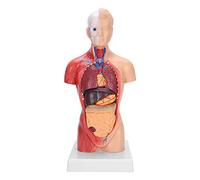 Generic Anatomie Modèle de Torse Humain Découvrez la Fonction Intérieure Haute Valeur Pédagogique Organes Internes Détachables 100% Tout Neuf 11 Pouces pour L'éducation Médicale