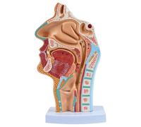 Generic Cavité nasale et structure du pharynx, modèle détaillé de l'anatomie nasale humaine, modèle éducatif en PVC pour l'enseignement de l'Ent, avec étiquettes à code couleur, pour l'éducation en