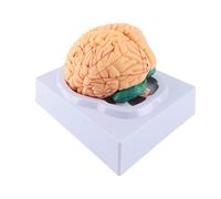 Generic Ensemble de Modèles Anatomiques de Cerveau avec 8 Pièces et Base pour Une Utilisation éducative en Milieu Médical, coloré et détaillé