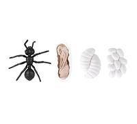 Generic Figurines du Cycle de Vie des Insectes, Jouet éducatif en Vinyle, Modèle de Croissance des Fourmis et des Moustiques, pour Enfants, Apprentissage, 4 Pièces (M4183 Fourmi (50,5g))