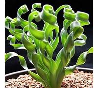 Generic Graines de Fleurs d'herbe, 100pcs graines de Fleurs d'herbe en Spirale Rare Plante succulente bonsaï en Pot décor à la Maison Spral Graines d'herbe 100pcs