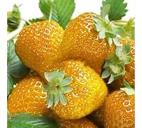Generic Graines de Fraises, 100 graines de Fraises Douces Multicolores Maison Jardin Ferme Plantation de Plantes fruitières Jaune Graines de Fraise