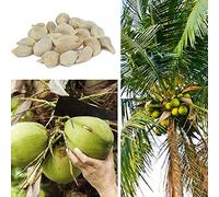 Generic Graines De Noix De Coco, 20Pcs Graines De Noix De Coco Plage Juicy Delicious Fruit Garden Yard Bonsai Decor Graines de cocotier
