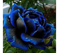 Generic Graines de Rose Bleu-Noir, 20 Pcs Graines De Rose Bleu Rare Bloom Minuit Fleur Plante Jardin Bonsaï Décor À La Maison 20pcs graines de Rose Bleue