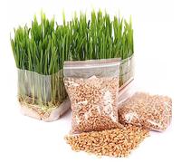 Generic Graines d'herbe pour Chats, 400 pièces/Sac graines d'herbe pour Chats Mangeant des Chatons Plante de Jardin antioxydant Animaux de Compagnie Nourriture de santé 1