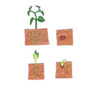 Generic Jouet éducatif de Cycle de Vie des Plantes, Cycle de Vie Ferme des Plantes de Haricots Stables pour Ornements de Terrarium pour la Décoration de la Maison pour Jouets Créatifs pour