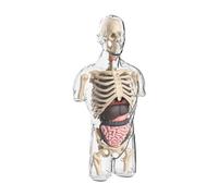 Generic Kits de Modèles de Corps Humain pour Enfants, Accessoires Pédagogiques pour Outil Pédagogique, Enfants