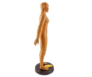 Generic Modèle D'acupuncture du Corps Humain pour L'enseignement et le Massage, Lettrage Clair, Matériau PVC, Disponible en Modèles Masculins et Féminins, 50 Cm/19,7 Pouces, 53 Cm/20,9 Pouces (femme)