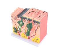 Generic Modèle D'anatomie de la Peau Humaine Agrandi 50X, Modèle de Couche de Peau 3D, Agrandi de la avec 25 étiquettes pour L'enseignement de la Biologie, L'enseignem
