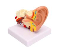 Generic Modèle D'anatomie de L'oreille Humaine 1,5X, Modèle d'oreille Agrandi pour Outil D'enseignement de L'anatomie avec Structures Détaillées en PVC 5,91x3,15x4,45 Pouces