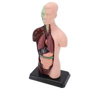 Generic Modèle D'anatomie du Corps Humain, Outil éducatif Interactif pour étudiants, 10,24 Pouces avec 7 Organes Amovibles en PVC