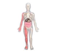 Generic Modèle D'anatomie du Corps Humain Qui Brille dans Le Noir, avec 9 Organes Amovibles, Kit Scientifique éducatif et Amusant pour Enfants, 32x15x6cm