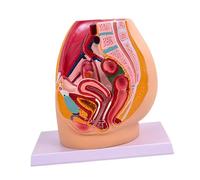 Generic Modèle D'anatomie Pelvienne et Du Système, Outil Pédagogique Réaliste pour Les Cours, Haute Qualité de Simulation, Code Couleur, Femelle