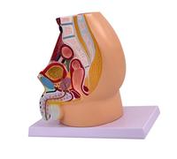 Generic Modèle D'anatomie Pelvienne et Du Système, Outil Pédagogique Réaliste pour Les Cours, Haute Qualité de Simulation, Code Couleur, Mâle