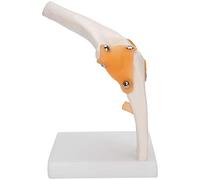 Generic Modèle D'articulation du Coude, Squelette Précis Grandeur Nature pour L'enseignement de L'anatomie et L'éducation des Patients, Résine 19x12x12cm