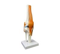 Generic Modèle D'articulation Du Genou Humain, Pratique, Intuitif, Léger, Scientifique, avec Ligament Du Genou pour L'apprentissage