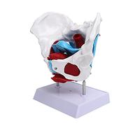 Generic Modèle de Bassin, Modèles Musculaires pour l'hôpital Anatomie Pelvien Musculaire Muscle Pelvis Femme pour l'enseignement de 'Apprentissage