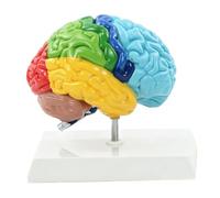 Generic Modèle de Cerveau Humain Outil D'éducation Anatomique de L'hémisphère Droit PVC à Code Couleur pour les études de Neurosciences et les Cours de Psychologie 17x8x18cm