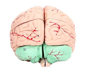 Generic Modèle de Cerveau Humain pour Les Neurosciences, Outil d'apprentissage Interactif Détachable pour Enfants, Matériau en PVC, Usage Scolaire et Domestique
