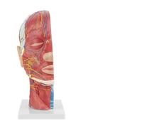 Generic Modèle de Cerveau Médical, Modèle Médical de Vie Légère avec Base en Plastique pour l'enseignement Physique pour les écoles pour l'hôpital