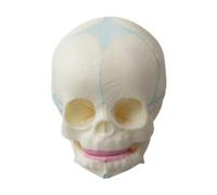 Generic Modèle de Crâne de Nouveau-né, Modèle de Cerveau Humain, Apprentissage, éducation, Modèle de Crâne Osseux de Tête Humaine Réaliste pour L'affichag
