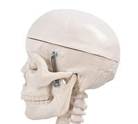Generic Modèle de Squelette D'enseignement 85 Cm, Matériau en Résine Spéciale avec Crâne et Os des Jambes pour Cours de Biologie et éducation Médicale