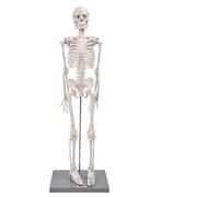 Generic Modèle de Squelette D'enseignement Anatomique Bras et Jambes Flexibles Idéal pour L'enseignement de la Biologie Modèle de Squelette Humain de 33,5" avec Base et Tige pour les Démonstrations