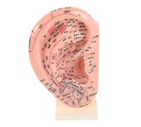 Generic Modèle D'oreille Acupuncture 23 Cm Lettrage Complet, Plastique Solide, Outil Pédagogique pour Apprentissage Réflexologie Auriculaire en Laboratoire et Formation Massage