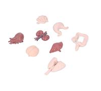 Generic Modèle D'organe Humain Outil éducatif D'anatomie du Corps Modèle D'anatomie du Torse Humain avec Cerveau, Cœur, Poumons, Foie, Estomac, Intestins, Reins pour L'enseignemen