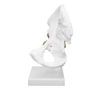 Generic Modèle Réaliste D'articulation de la Hanche Humaine pour les Chirurgiens Orthopédistes et les Apprenants Modèle D'anatomie de la Hanche Grandeur Nature pour L'enseignement, fabriqué en PVC