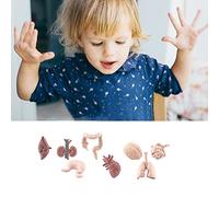 Generic Modèles D'organes du Corps Humain, Jouets éducatifs pour Enfants, Outils Pédagogiques à la Maison, Ensemble de Jeu D'anatomie 3D pour Les Enfants de L'éducation Précoce, Matériau PVC Sûr, 8