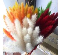 Generic Petites Phragmites d'herbe de Pampa Séchées, Décoration Naturelle, Accessoires de Photographie pour la Maison, Fleurs de Roseau Orange Faites à la Main pour Magasin de Fleurs (#9)