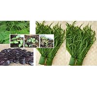Generic Seeds Package: 15 Seeds Thai Cha-OM-, Senegalia Pennata from My Garden: Only Seeds